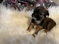 AKC/CKC Chocolate/tan male, a male Shih Tzu for sale in Weaverville, NC – Photo 2 of 10