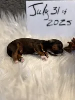 AKC/CKC Chocolate/tan male, a male Shih Tzu for sale in Weaverville, NC – Photo 7 of 10