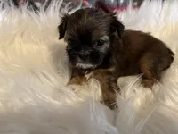 AKC/CKC Chocolate/tan male, a male Shih Tzu for sale in Weaverville, NC – Photo 4 of 10