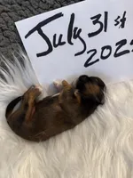 AKC/CKC Chocolate/tan male, a male Shih Tzu for sale in Weaverville, NC – Photo 8 of 10