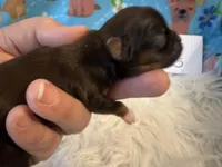 AKC/CKC Chocolate/tan male, a male Shih Tzu for sale in Weaverville, NC – Photo 10 of 10