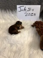 AKC/CKC Chocolate/tan male, a male Shih Tzu for sale in Weaverville, NC – Photo 9 of 10