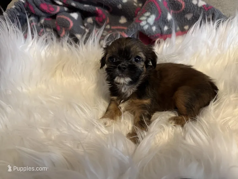 AKC/CKC Chocolate/tan male