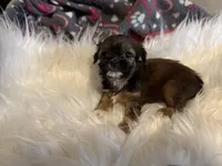 AKC/CKC Chocolate/tan male, a male Shih Tzu for sale in Weaverville, NC – Photo 1 of 10