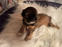 AKC/CKC Chocolate/tan male, a male Shih Tzu for sale in Weaverville, NC – Photo 6 of 10