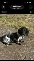 CKC male piebald possibly piebald/dapple, a male Miniature Dachshund for sale in Weaverville, NC – 3 of 5