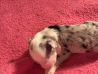 Blue Merle male 2, a male Miniature Aussiedoodle for sale in Weaverville, NC – 2 of 3