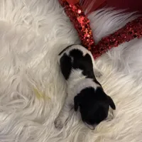 Blk/white piebald/dapple male, a male Miniature Dachshund for sale in Weaverville, NC – Photo 8 of 10