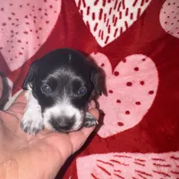 Blk/white piebald/dapple male, a male Miniature Dachshund for sale in Weaverville, NC – Photo 6 of 10