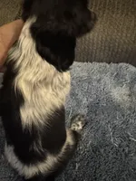 Blk/white piebald/dapple male, a male Miniature Dachshund for sale in Weaverville, NC – Photo 3 of 10