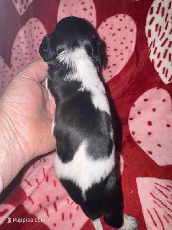 Black/white Piebald male 3