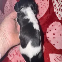 Blk/white piebald/dapple male, a male Miniature Dachshund for sale in Weaverville, NC – Photo 5 of 10