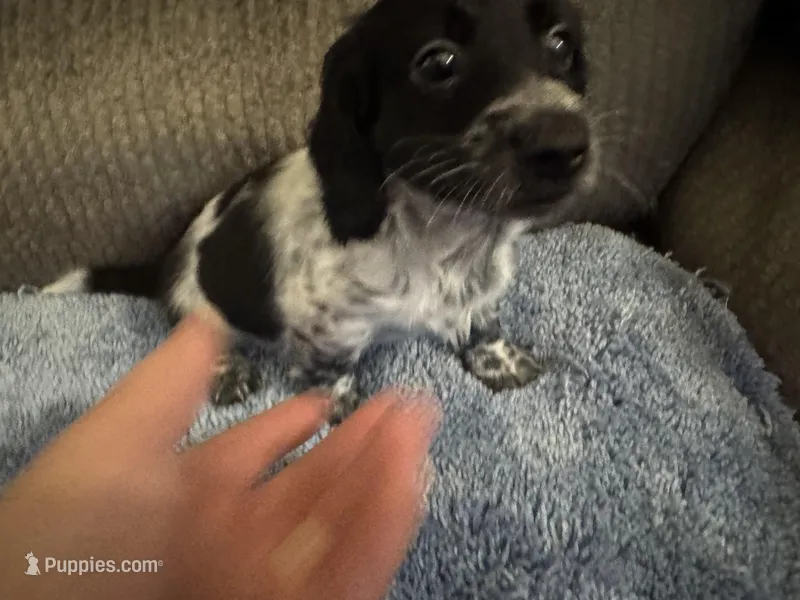 Black/white Piebald male 3 – Miniature Dachshund puppy for sale in Weaverville, NC