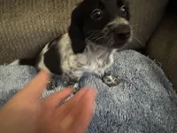 Blk/white piebald/dapple male, a male Miniature Dachshund for sale in Weaverville, NC – Photo 1 of 10