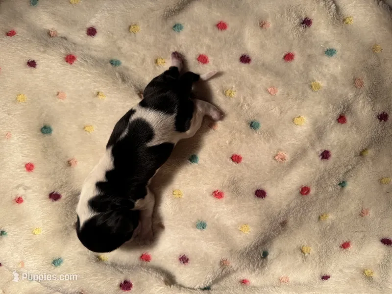 Black/white Piebald male 3