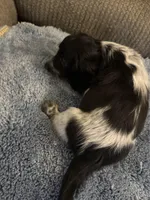 Blk/white piebald/dapple male, a male Miniature Dachshund for sale in Weaverville, NC – Photo 4 of 10