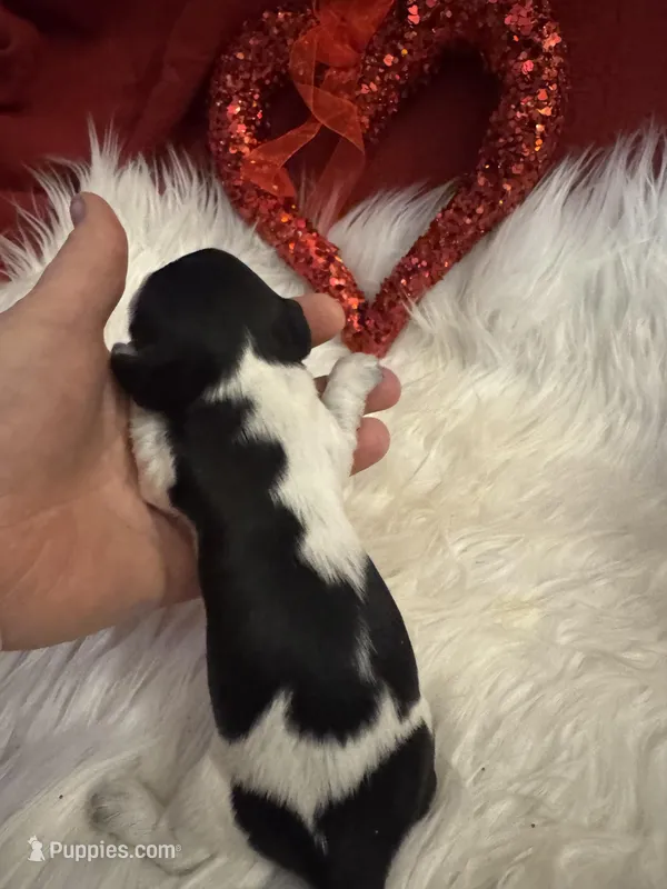 Black/white Piebald male 3