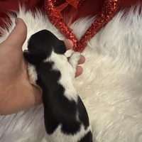 Blk/white piebald/dapple male, a male Miniature Dachshund for sale in Weaverville, NC – Photo 7 of 10