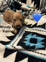 CKC Dark Cream Long Hair male, a male Miniature Dachshund for sale in Weaverville, NC – 7 of 10