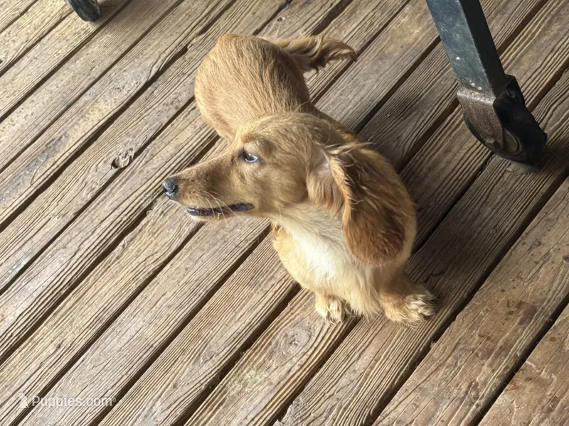 CKC reg LH cream miniature Dachshund Silas – Miniature Dachshund puppy for sale in Weaverville, NC