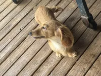 CKC reg LH cream miniature Dachshund Silas, a male Miniature Dachshund for sale in Weaverville, NC – 1 of 6