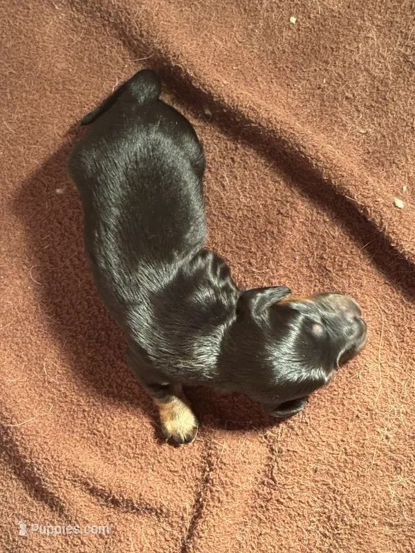 CKC Black and Tan Long Hair Male – Miniature Dachshund puppy for sale in Weaverville, NC