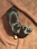 CKC Black and Tan Long Hair Male, a male Miniature Dachshund for sale in Weaverville, NC – 1 of 3