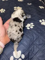 Blue Merle male 2 / possibly Blue eyes, a male Miniature Aussiedoodle for sale in Weaverville, NC – 9 of 10