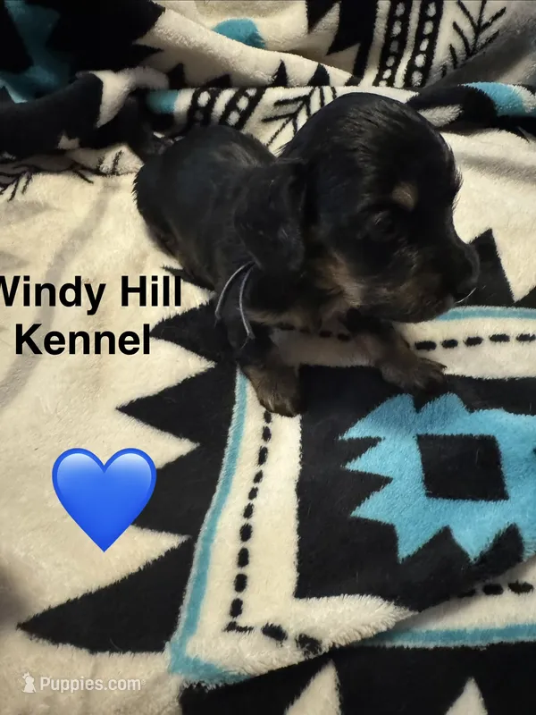 CKC Black and Tan Long Hair Male – Miniature Dachshund puppy for sale in Weaverville, NC