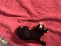 Black with white blaze and white chest Female, a male Miniature Aussiedoodle for sale in Weaverville, NC – 2 of 5