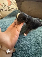ASDR Blue Merle male 2, a male Miniature Australian Shepherd for sale in Weaverville, NC – 2 of 3