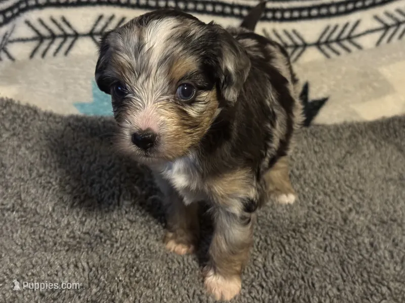 Toy/Miniature Aussiedoodle Blue Merle female – Miniature Aussiedoodle puppy for sale in Weaverville, NC