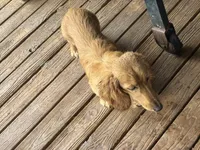CKC reg LH cream miniature Dachshund Silas, a male Miniature Dachshund for sale in Weaverville, NC – 4 of 6