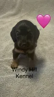CKC Black and tan Long hair female , a female Miniature Dachshund for sale in Weaverville, NC – 4 of 10