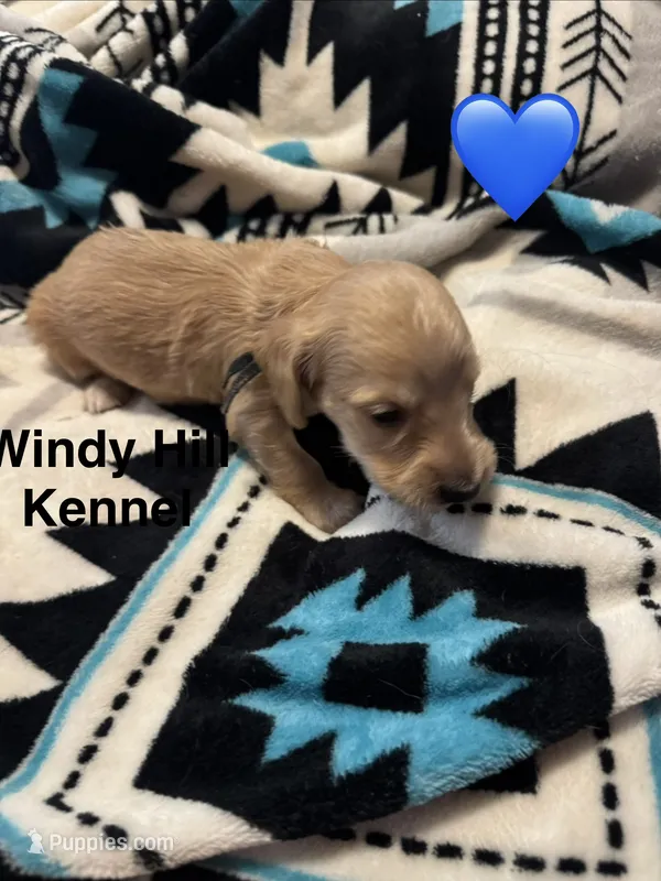 CKC Light Cream Long Hair male – Miniature Dachshund puppy for sale in Weaverville, NC