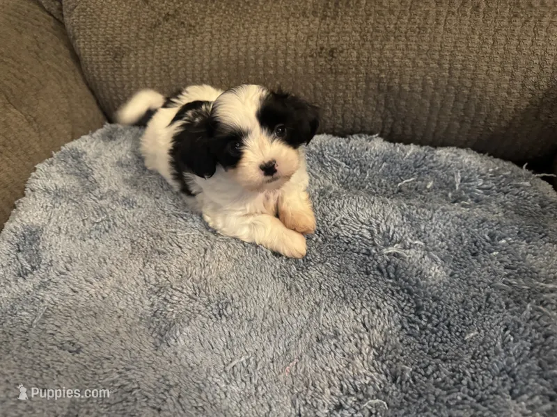 White / Black mask female  – Maltese, Shih Tzu puppy for sale in Weaverville, NC
