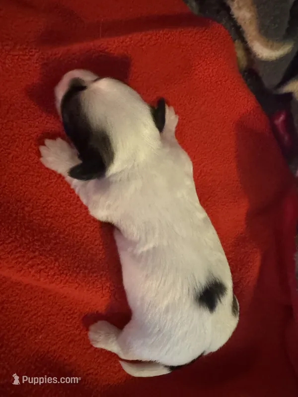 Mauxie white spotted female  – Maltese, Miniature Dachshund puppy for sale in Weaverville, NC