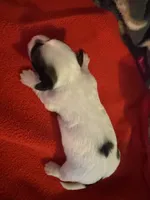 Mauxie white spotted female , a female Maltese and Miniature Dachshund for sale in Weaverville, NC – 1 of 6
