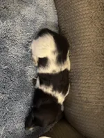  Black/white piebald male 2, a male Miniature Dachshund for sale in Weaverville, NC – Photo 5 of 6