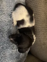  Black/white piebald male 2, a male Miniature Dachshund for sale in Weaverville, NC – Photo 6 of 6