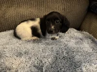  Black/white piebald male 2, a male Miniature Dachshund for sale in Weaverville, NC – Photo 2 of 6