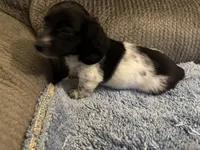  Black/white piebald male 2, a male Miniature Dachshund for sale in Weaverville, NC – Photo 4 of 6