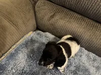  Black/white piebald male 2, a male Miniature Dachshund for sale in Weaverville, NC – Photo 3 of 6