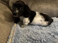 Black/white piebald male 2, a male Miniature Dachshund for sale in Weaverville, NC – Photo 1 of 6