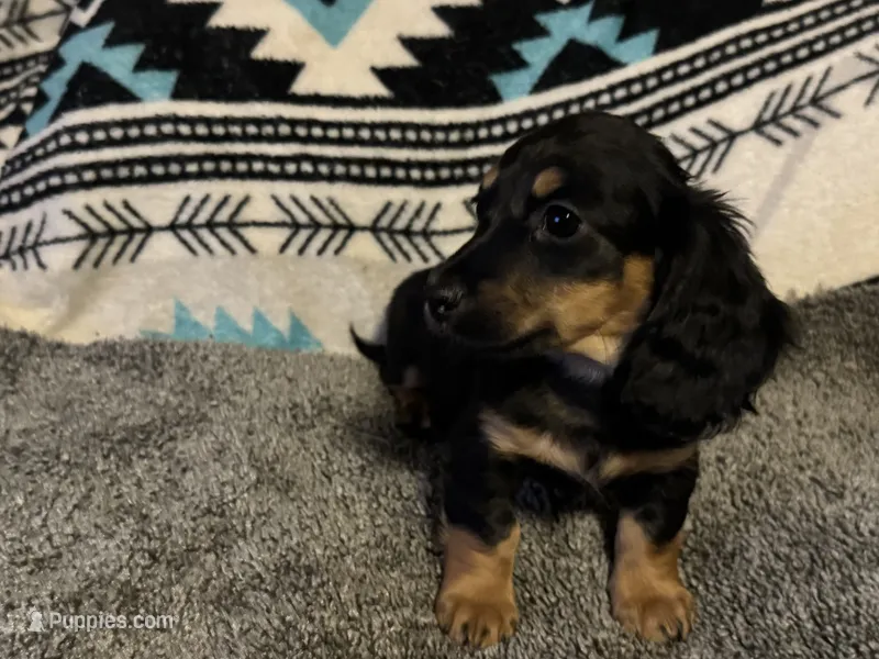 CKC Black and Tan Long Hair Male – Miniature Dachshund puppy for sale in Weaverville, NC