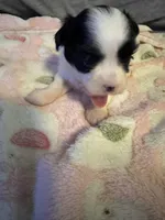 White / Black mask female , a female Maltese and Shih Tzu for sale in Weaverville, NC – Photo 4 of 6