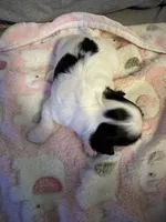 White / Black mask female , a female Maltese and Shih Tzu for sale in Weaverville, NC – Photo 6 of 6
