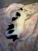White / Black mask female , a female Maltese and Shih Tzu for sale in Weaverville, NC – Photo 2 of 6