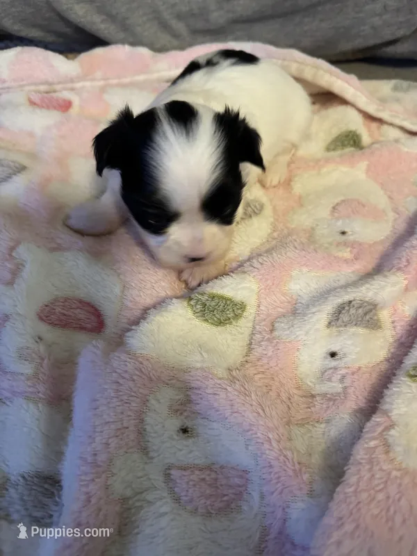 White / Black mask female  – Maltese, Shih Tzu puppy for sale in Weaverville, NC