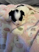 White / Black mask female , a female Maltese and Shih Tzu for sale in Weaverville, NC – Photo 1 of 6